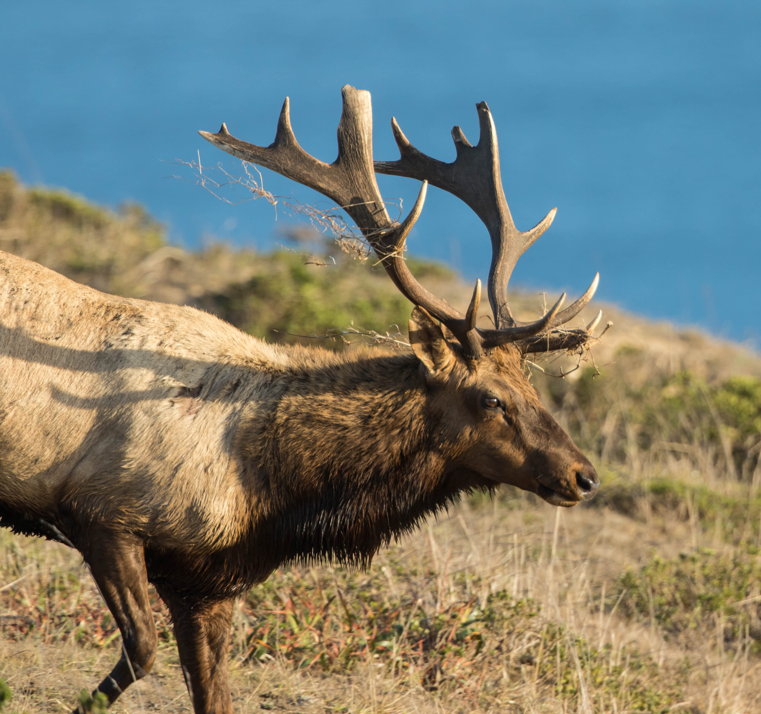 Political Influence to Blame for Rising Tule Elk Losses Under Point Reyes Management Plan