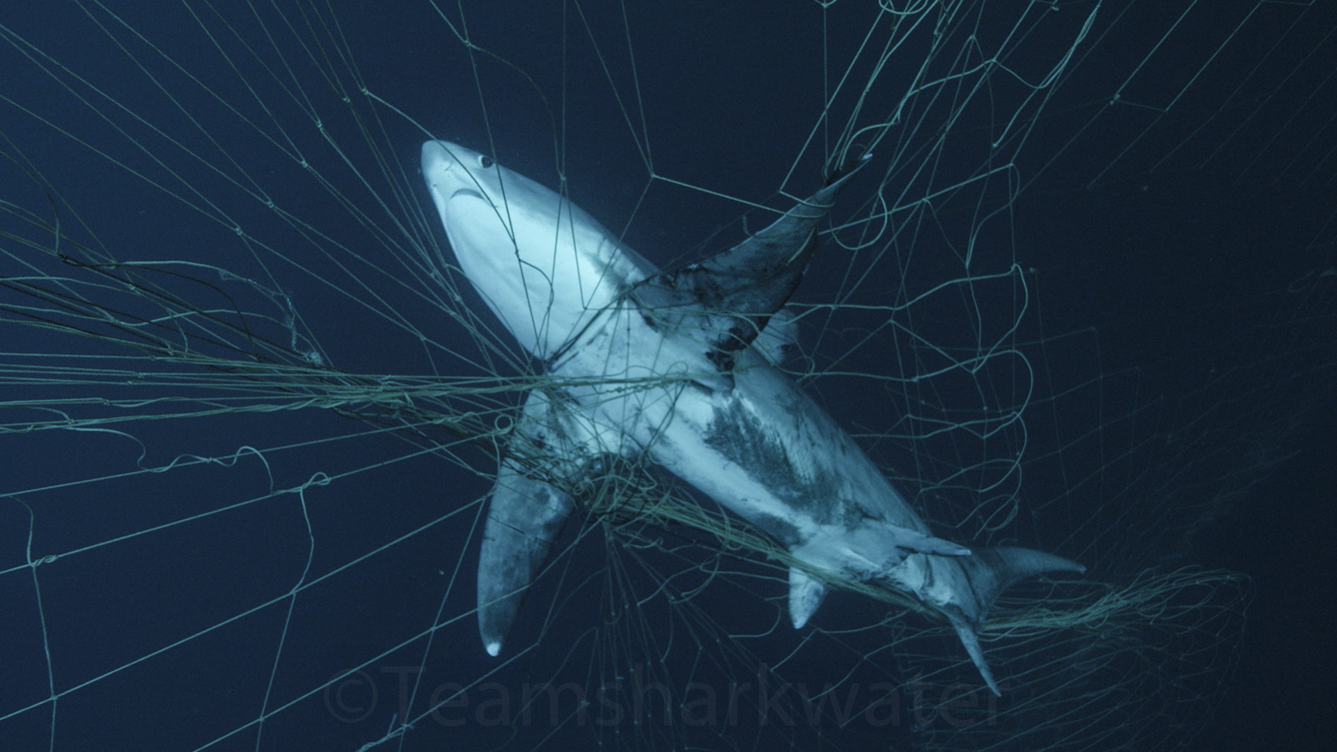 Sea Turtles, Sharks, Dolphins One Step Closer to Protection from Drift Gillnets