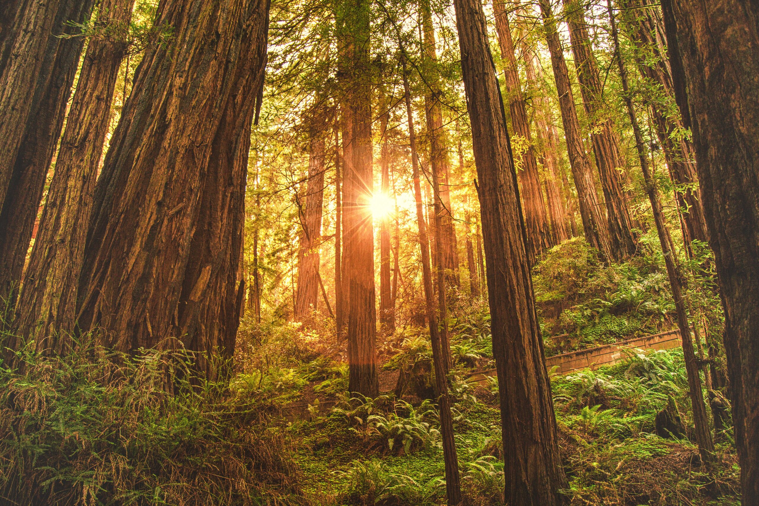 October is California Redwoods Month