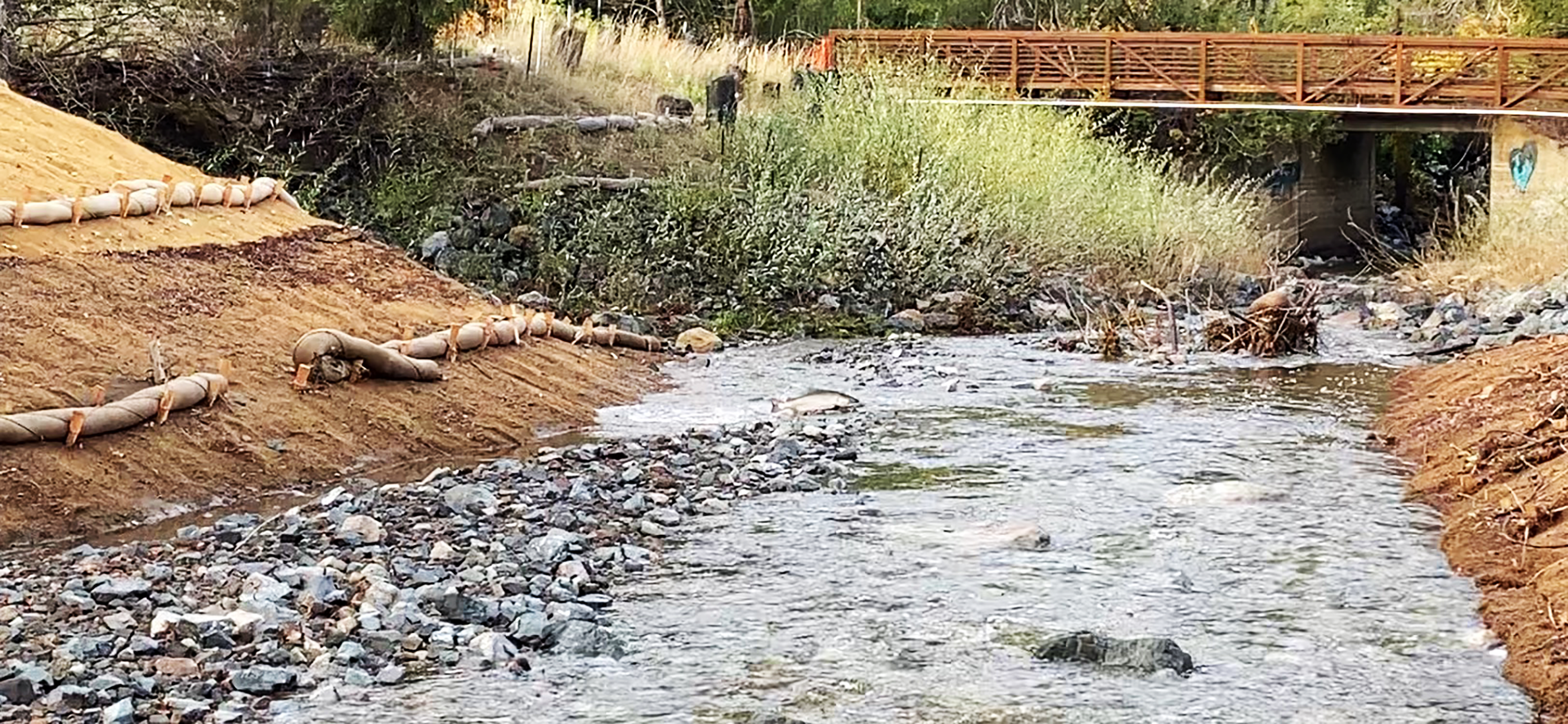 Videos Show Salmon Returning to Marin County Creeks for Spawning Season