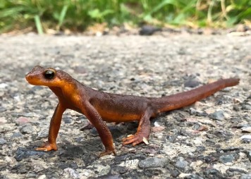 Help Save Newts by Volunteering This Winter