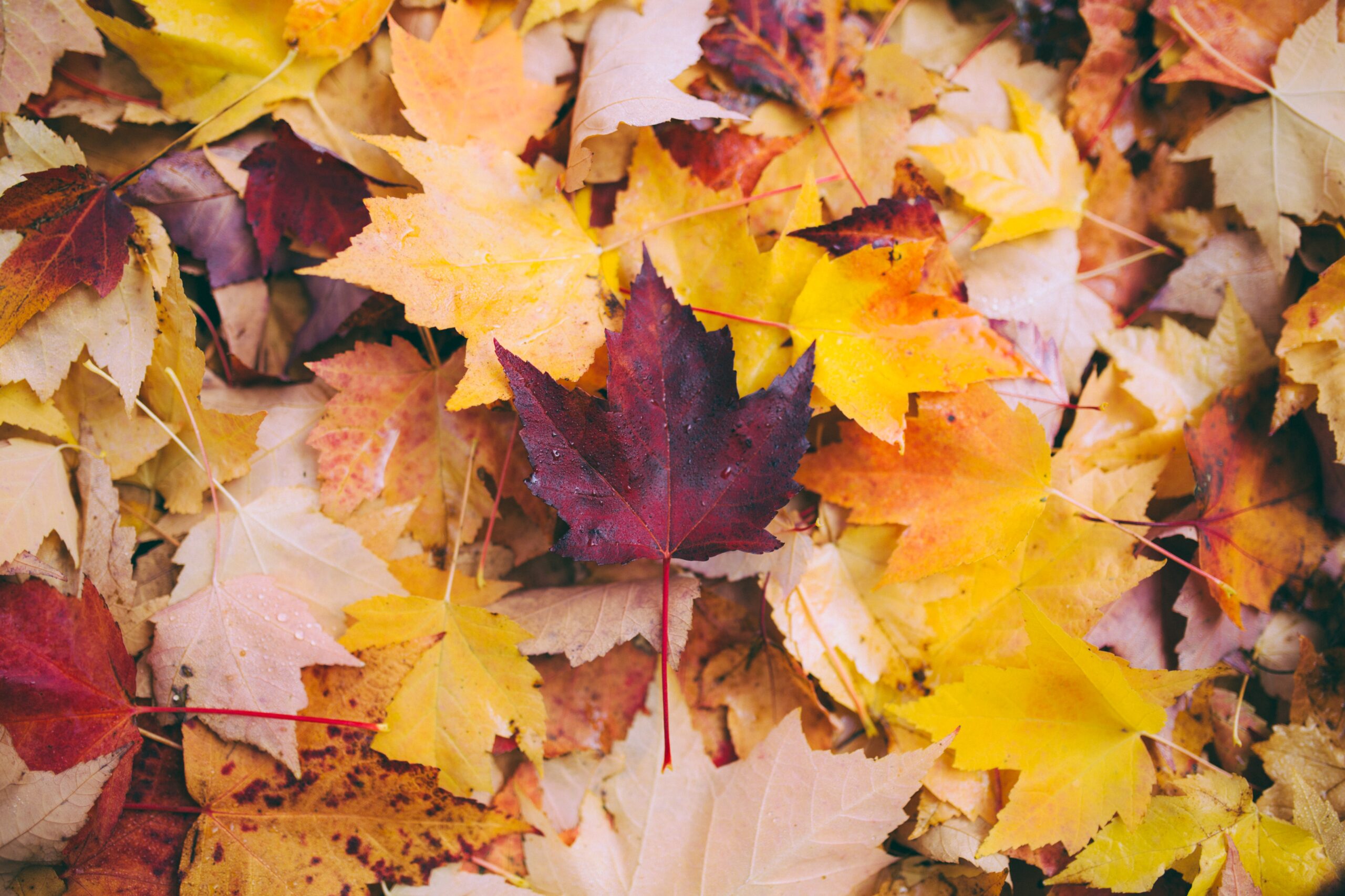 Save Species by Letting Leaves Fall During Fall