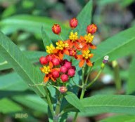 Tropical Milkweed Trade-Out Offered at SPAWN Nursery