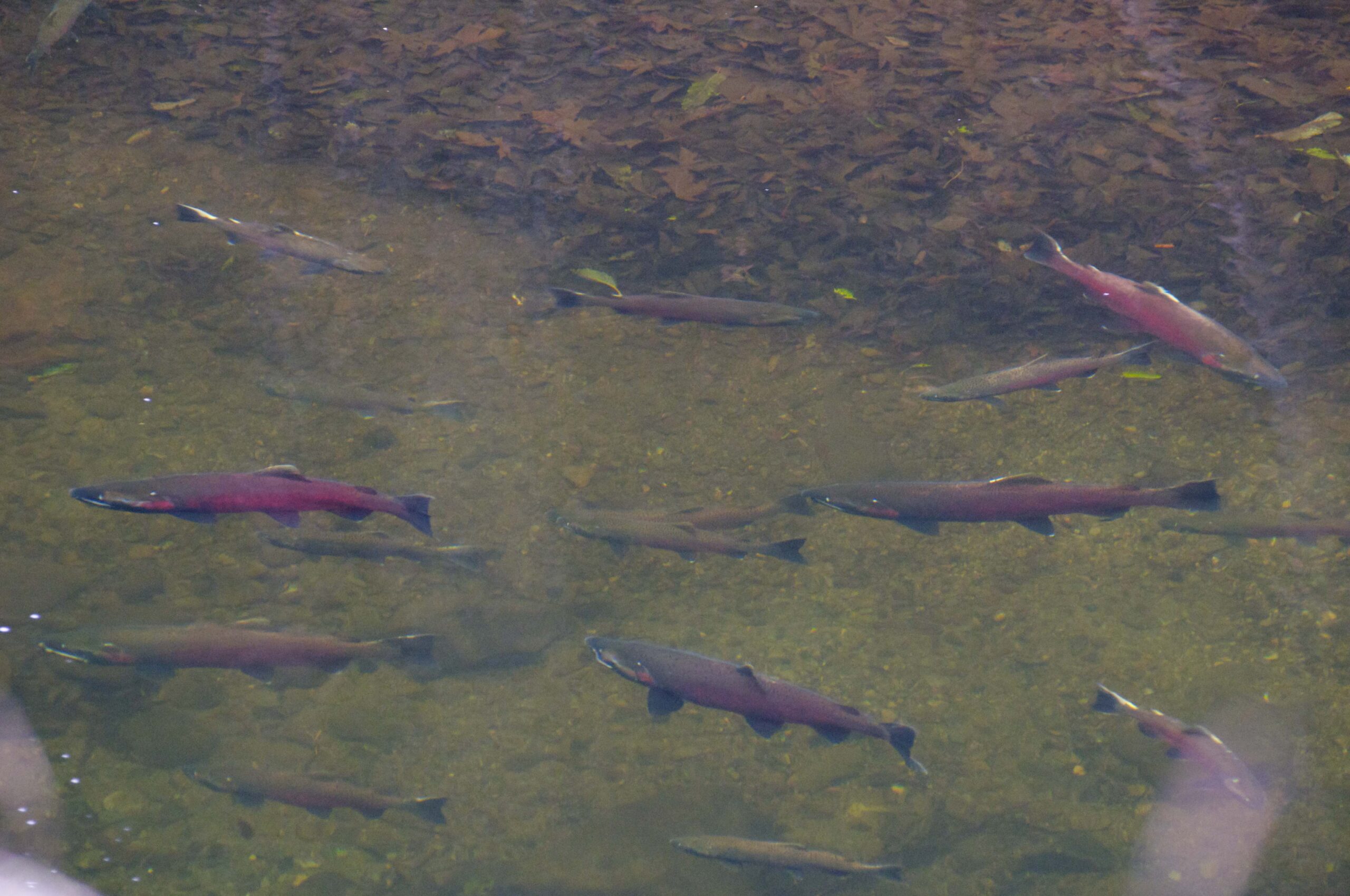 Salmon Bring Joy to San Geronimo Valley Residents