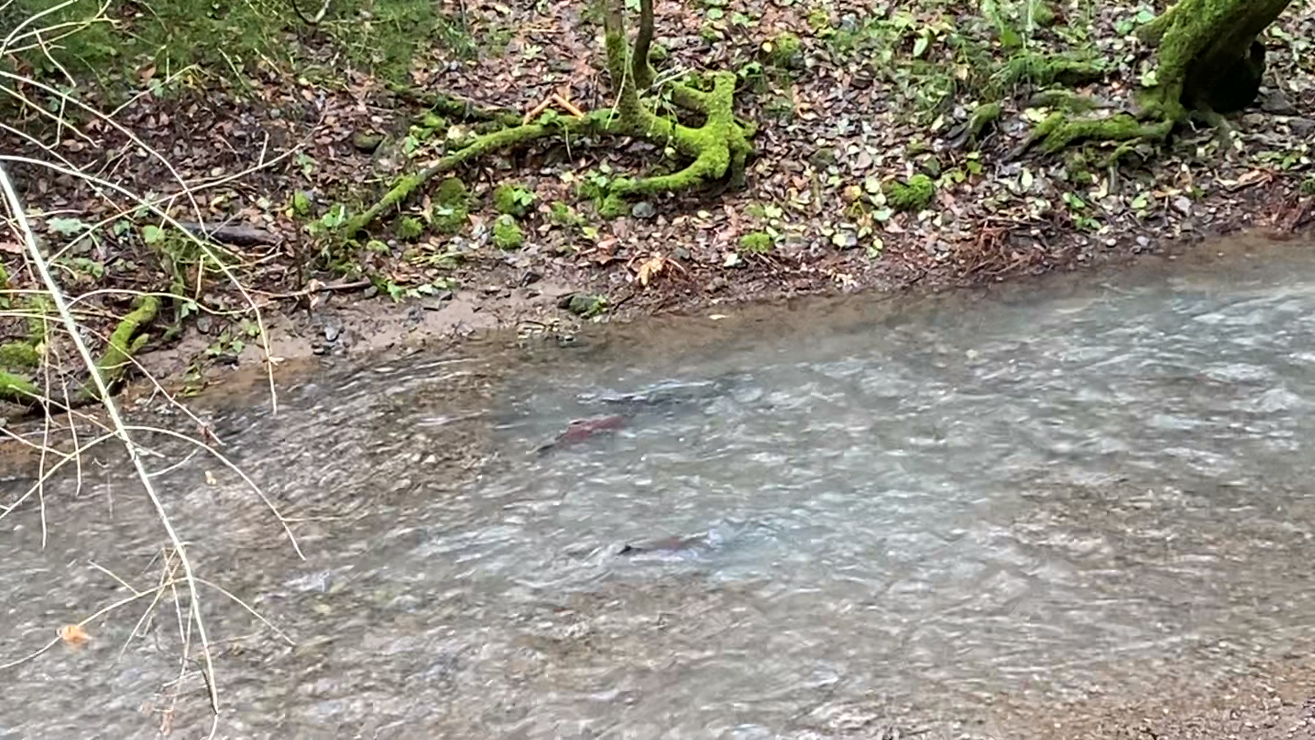 Media Advisory: Coho Salmon Spawning in Marin County
