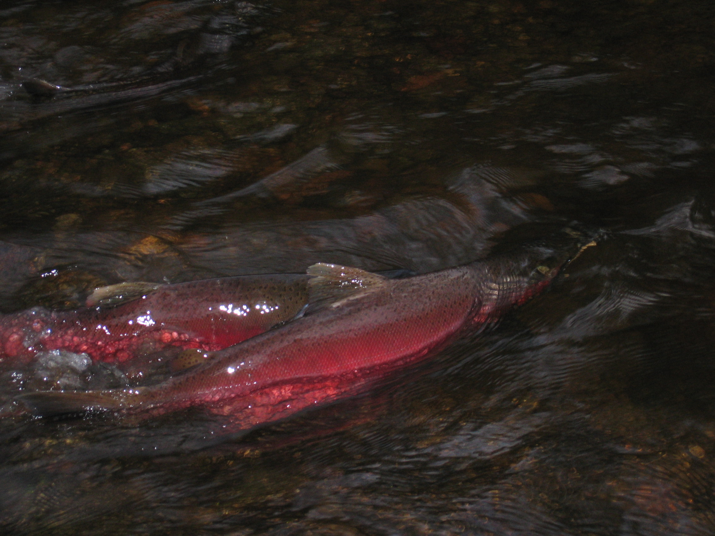 Salmon Reach Old Spawning Grounds In Heavy Rains For First Time In Years