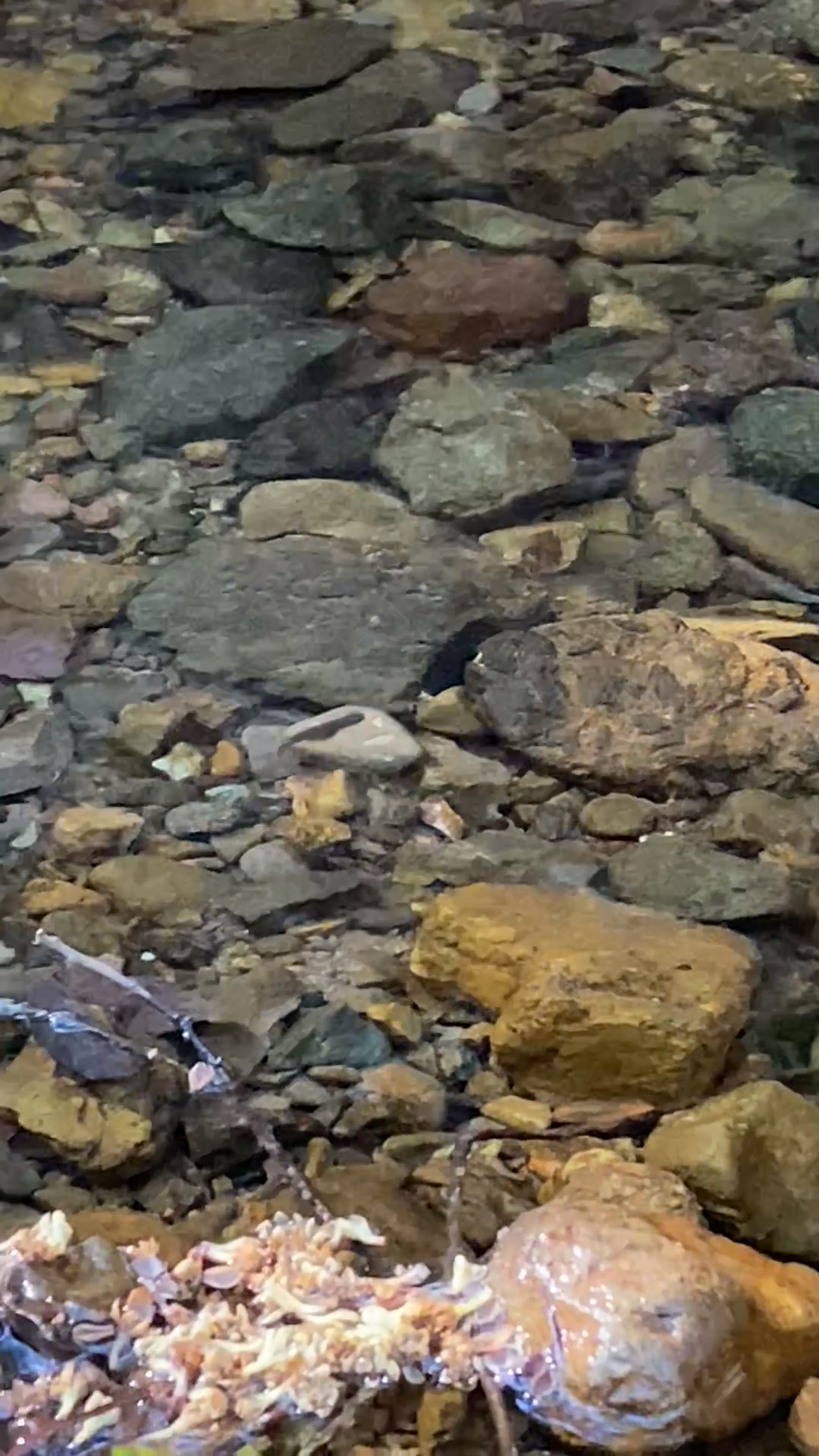 Salmon Spawning Spurred by Early Fall Rains Now Threatened By Winter Drought