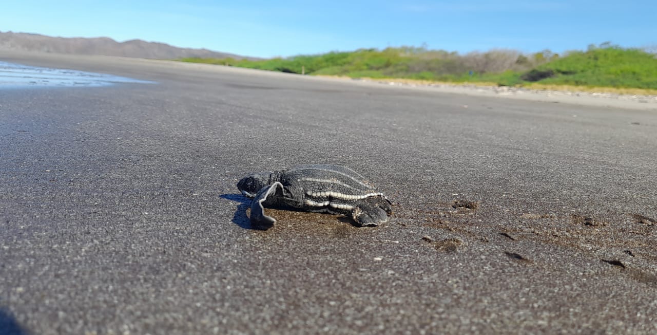 Baby Leatherbacks Spotted