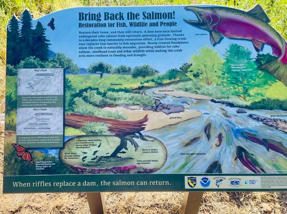 SPAWN hires local artist to design new Interpretive Sign for Roy’s Riffles Restoration Project