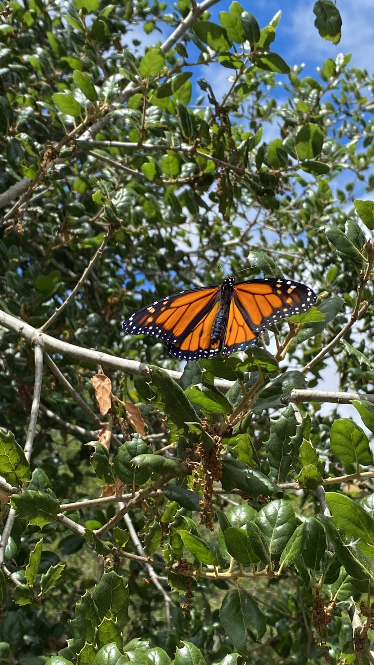 Monarchs in the Nursery
