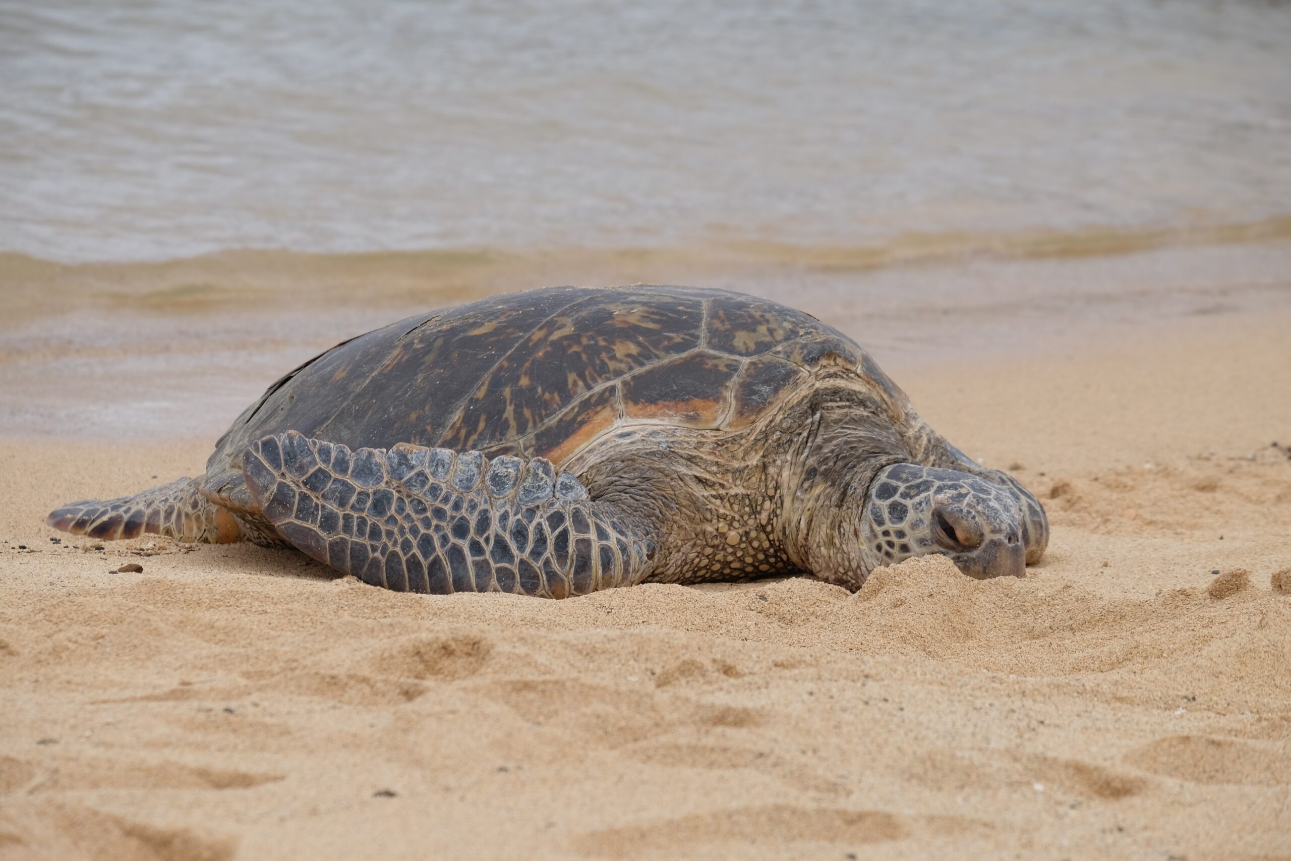 Drowned Sea Turtle Displays Dangers of Traps