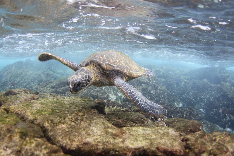 Critical Habitat Protection Proposed for Green Sea Turtles