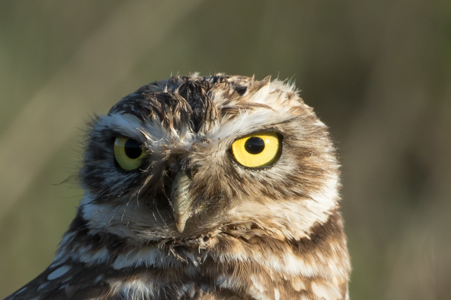 Endangered Species Act: Redefining the Meaning of Harm