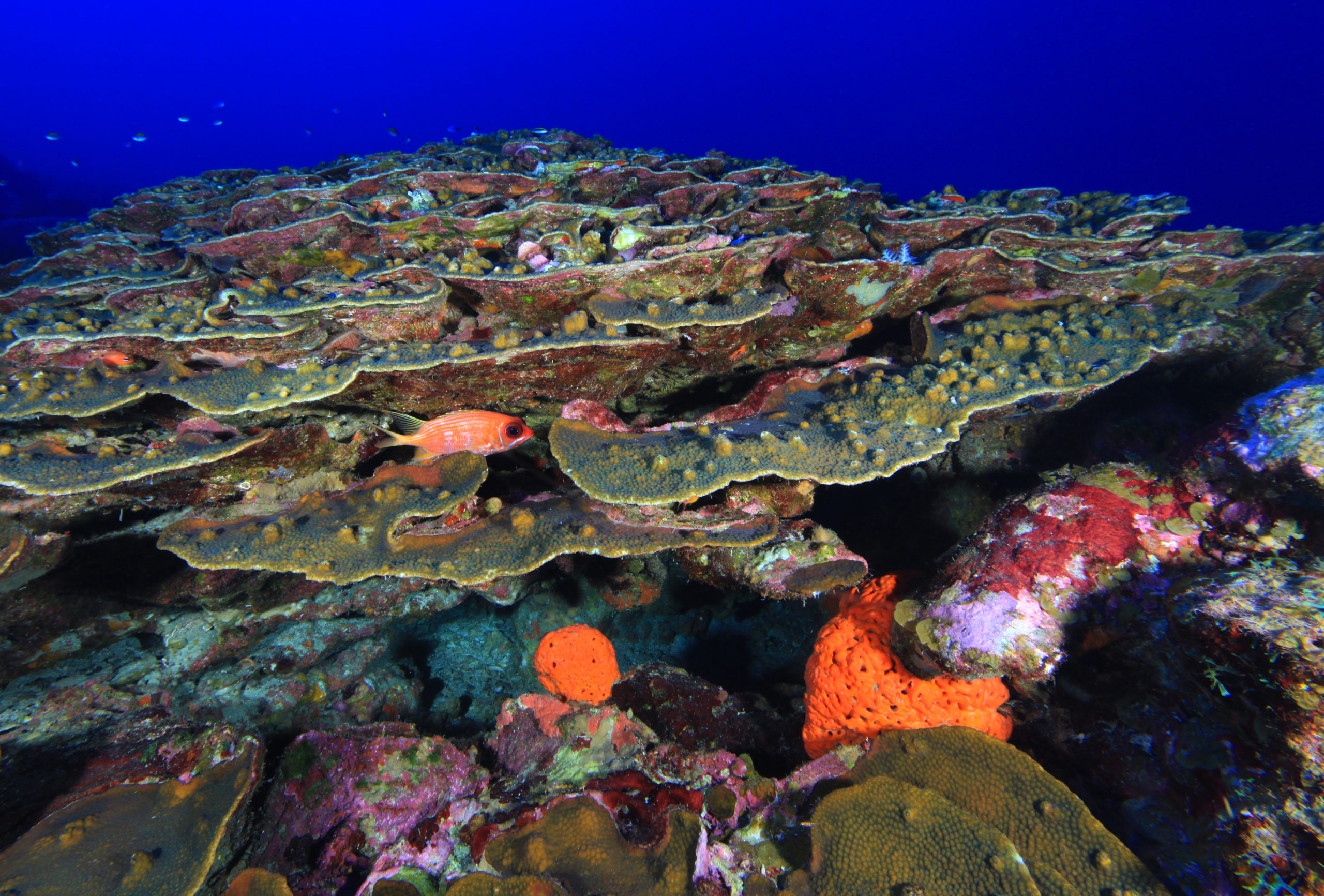 Our Ocean Parks, Our Shared Legacy: Celebrating National Marine Sanctuary Day