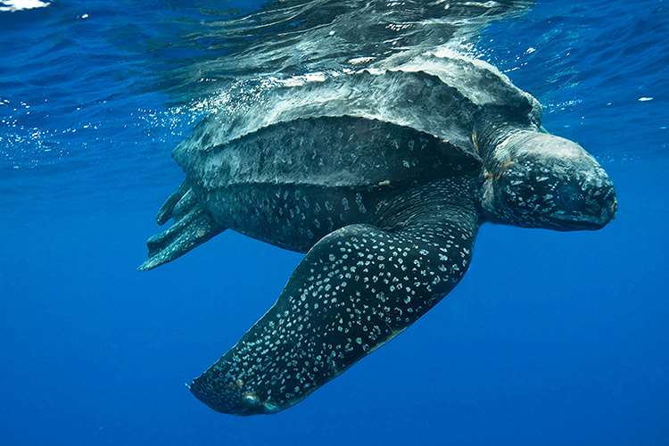 A Historic Win for the High Seas: Treaty Ratified by 60 Nations