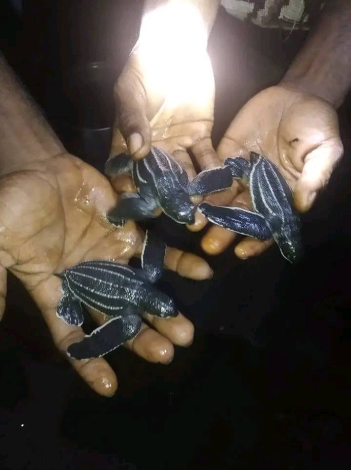 Protect the Ancient Leatherback & Empower Indigenous Sea Guardians