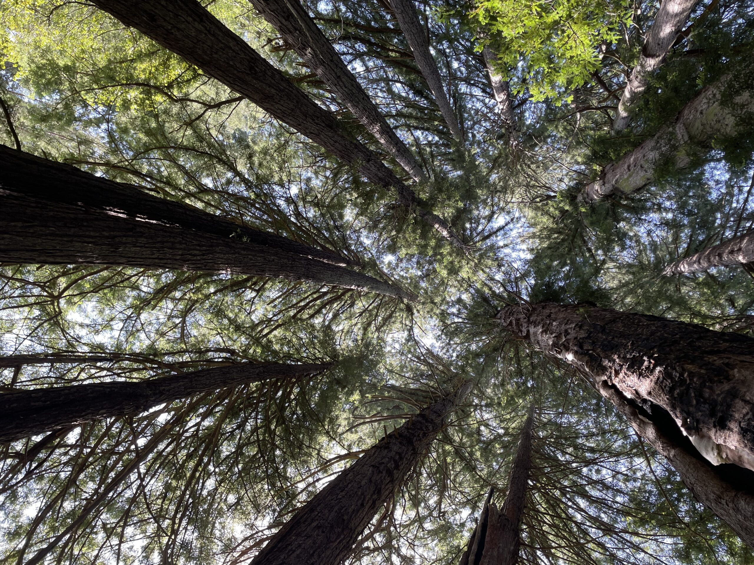 A Tangible Act of Hope: Why Turtle Island Restoration Network is Investing in Redwoods