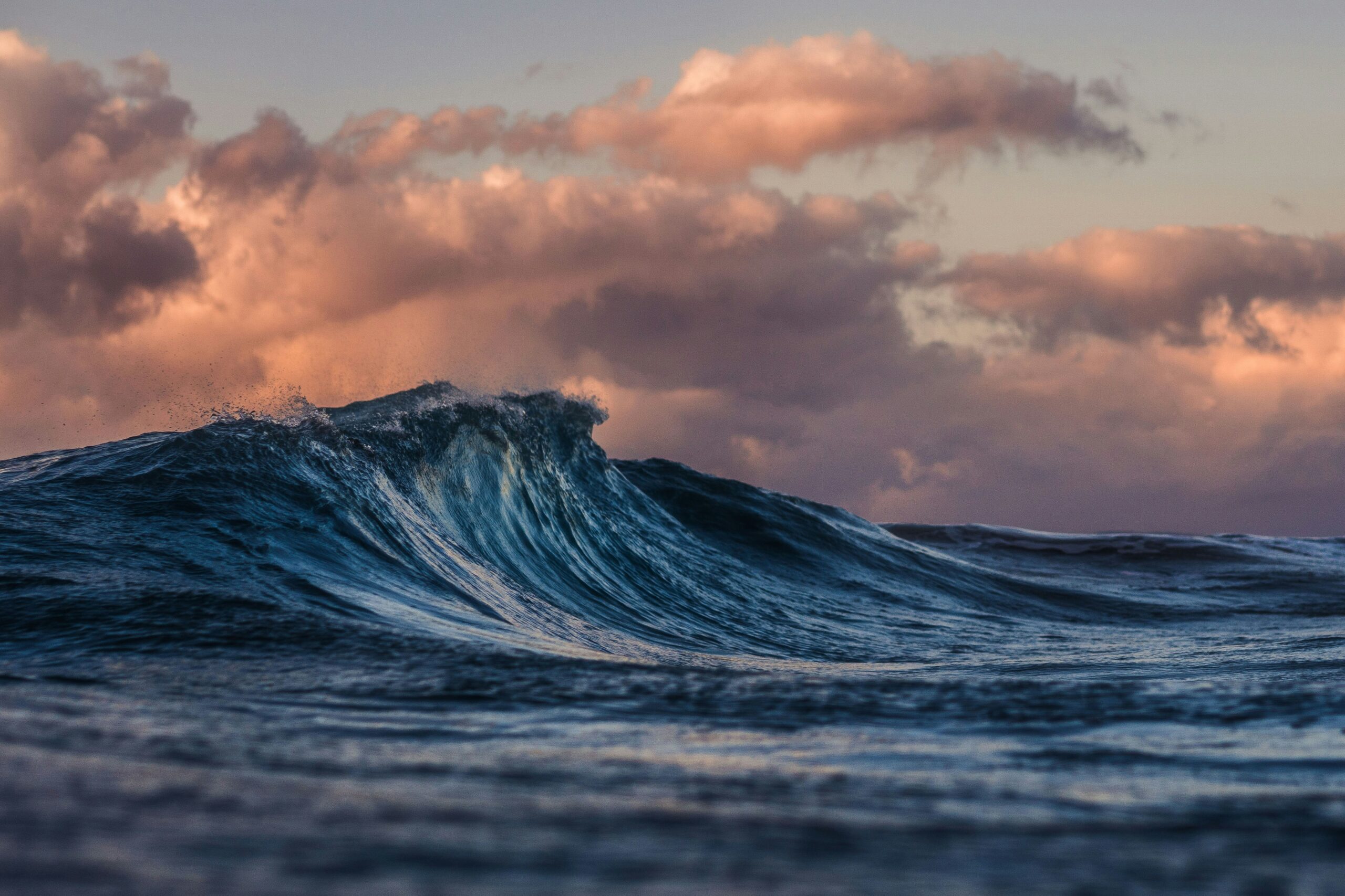 Non-Traditional Giving: Creative Ways to Protect Oceans and Wildlife