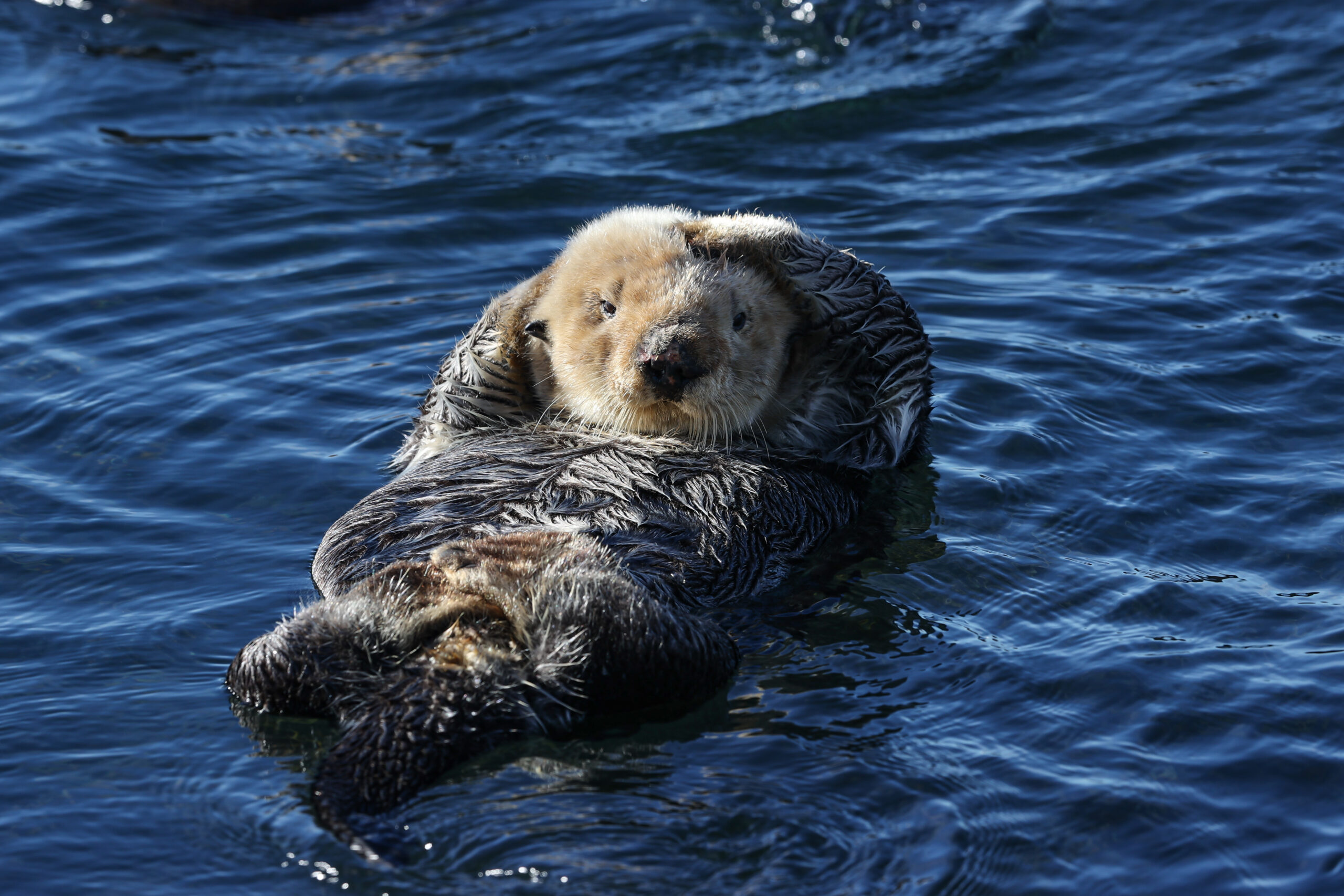 Report: Position Paper Regarding reintroduction of Southern Sea Otter to Drakes Estero in Point Reyes National Seashore