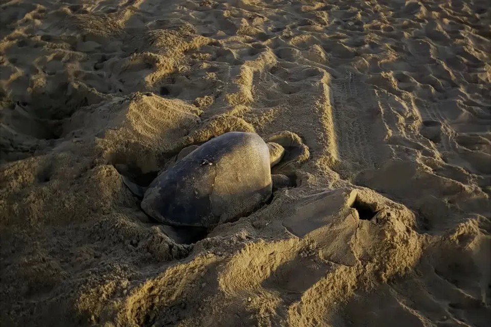 Sea Turtle on Southern California Beach Becomes First Ever to Nest on US West Coast